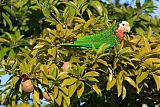 Cuban Parrot